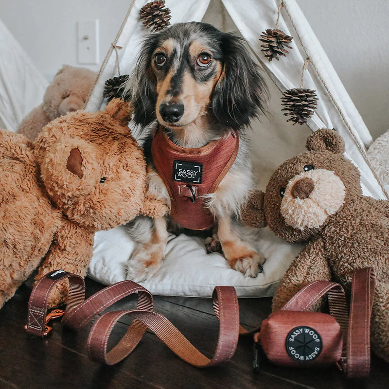 Four-Piece Dog Bundle Featuring Teddy